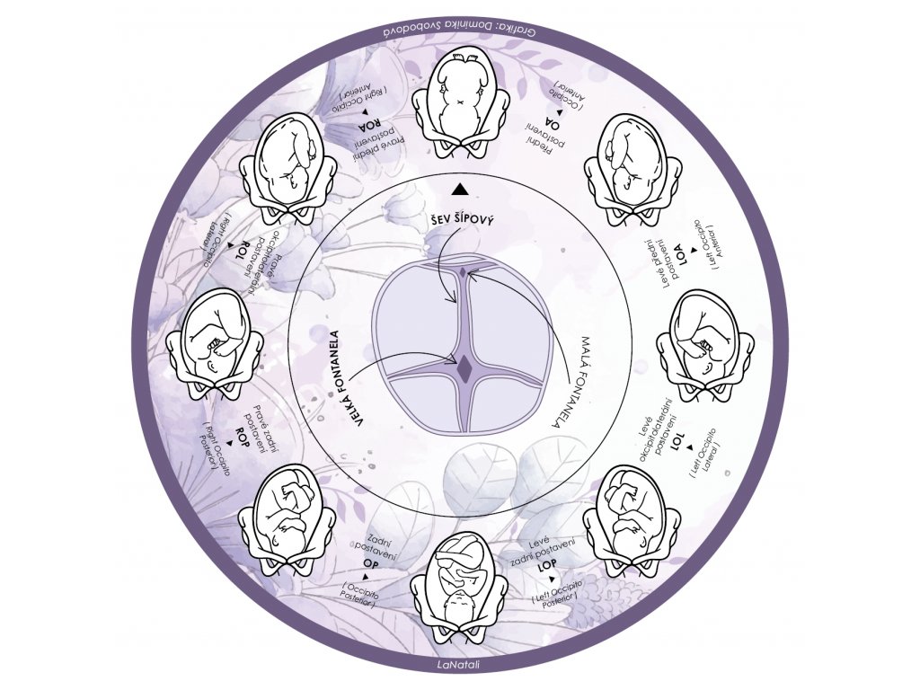 Kolečko propojení zevního a vnitřního porodnického vyšetření